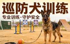 持证上岗,专业护航——JYPC巡防犬训练师,筑牢平安防线的职业新选择